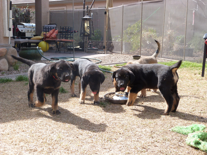 chinook dog